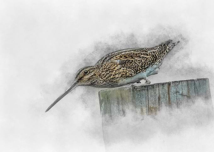 Waterbird on a Post
