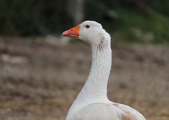 White Goose Portrait