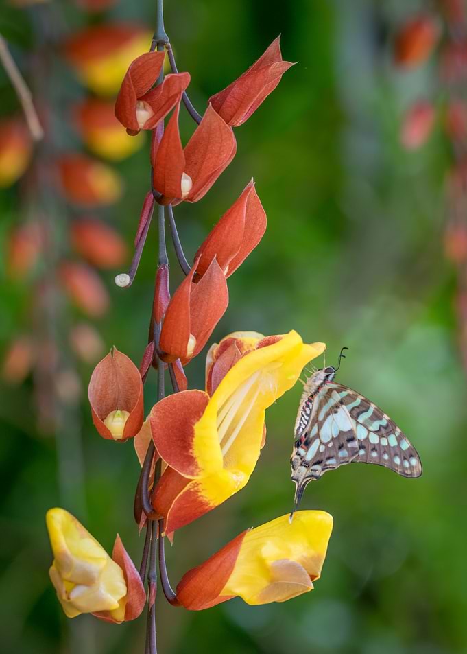 Butterfly on Flower
