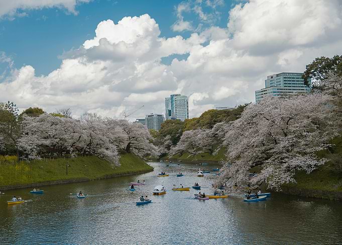 Cherry Blossoms and Boats
