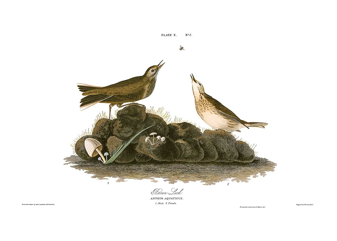 Brown Lark