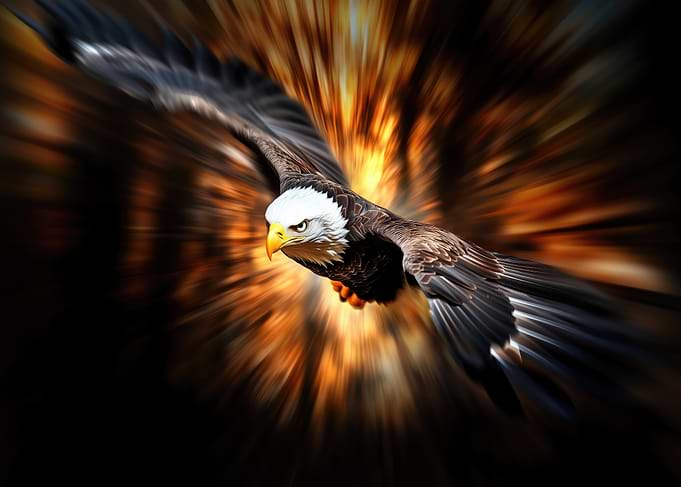 Bald Eagle in Hunt Flight