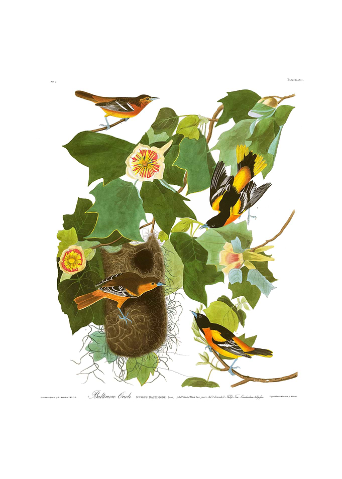 The Birds of America - Baltimore Oriole