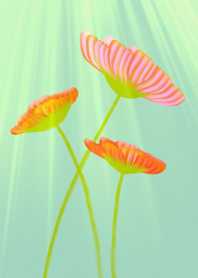 Radiant Trio Blooms