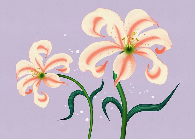 Modern Lily Flowers