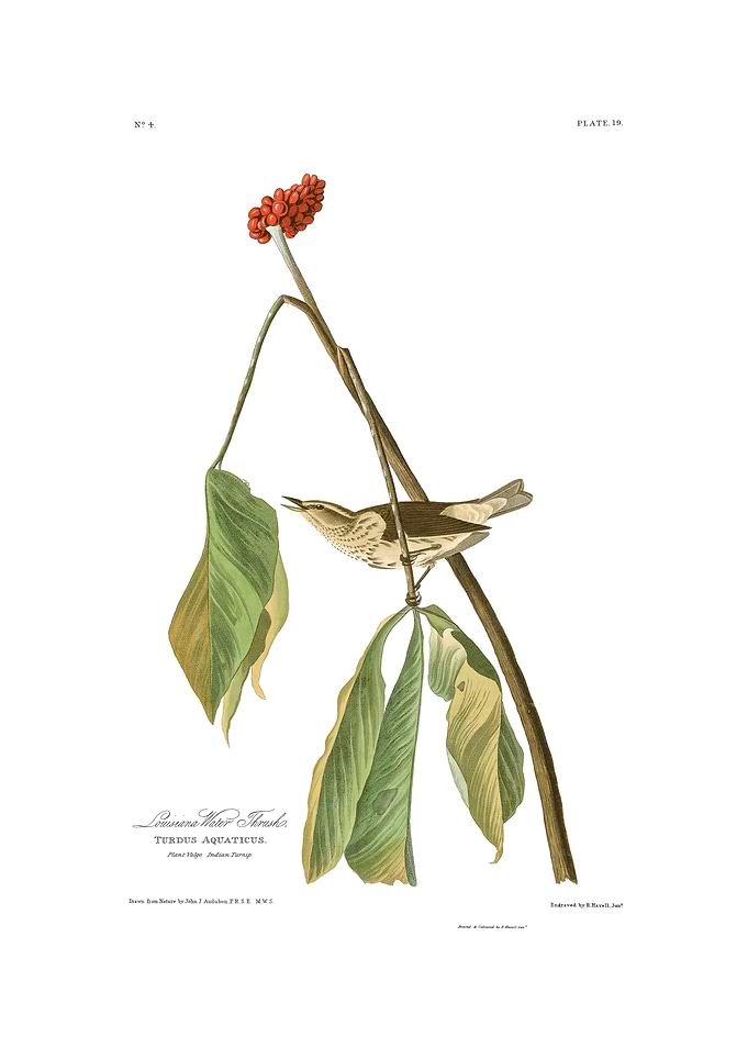 The Birds of America - Louisiana Water Thrush