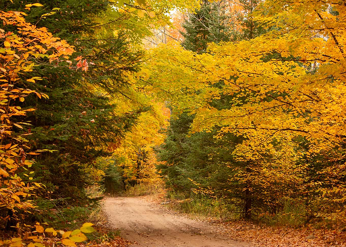 Autumn Forest Path in northern Michigan
