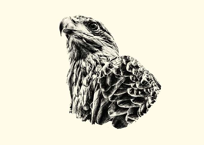 Eagle Pencil Drawing