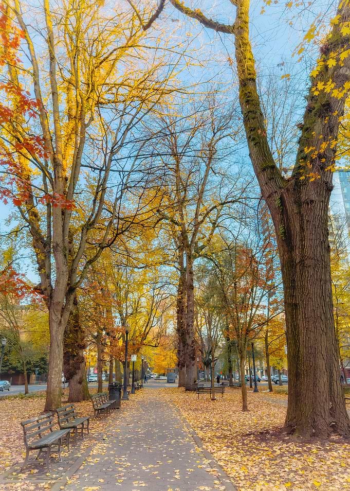 Autumn Path in Park