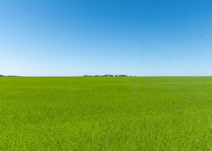 Green Field Under Blue Sky