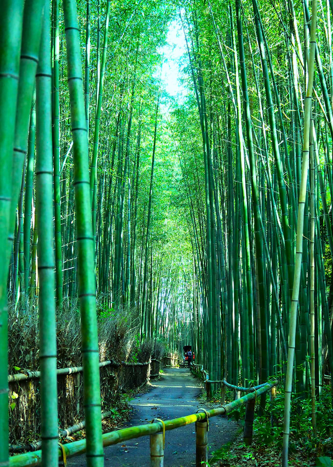 Bamboo Forest Path