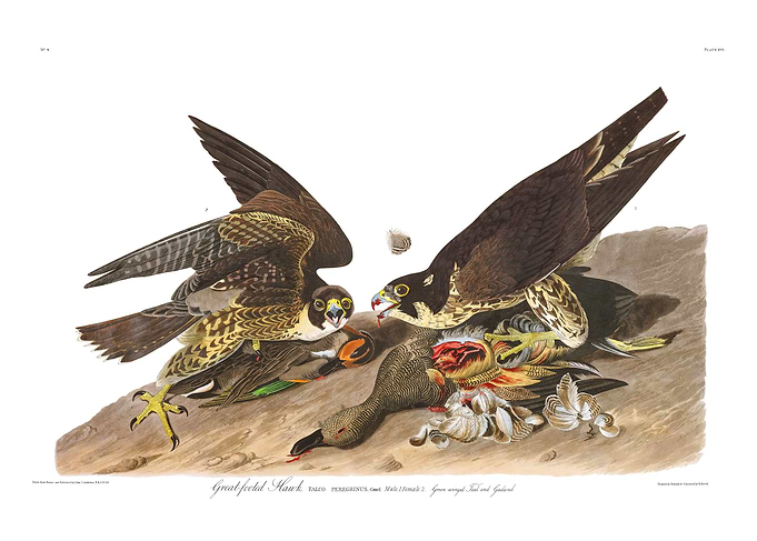 The Birds of America - Great-footed Hawk