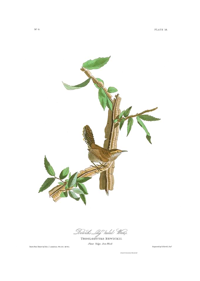 The Birds of America - Bewick's Wren