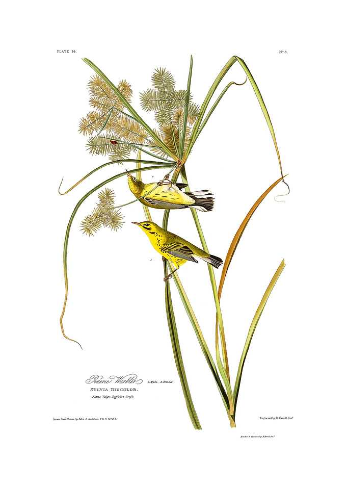 The Birds of America - Prairie Warbler