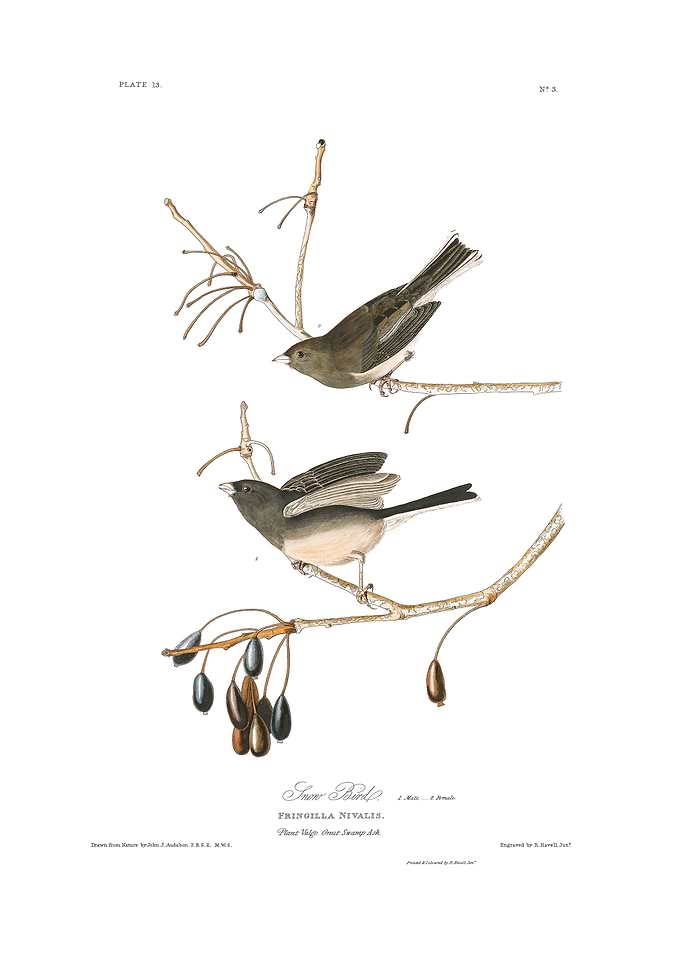 The Birds of America - Snow Bird