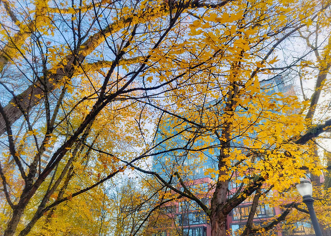 Autumn Tree Canopy