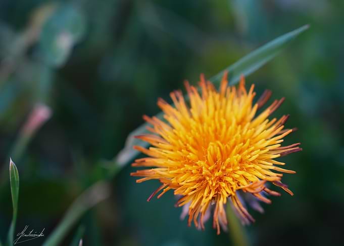 Dandelion Flower