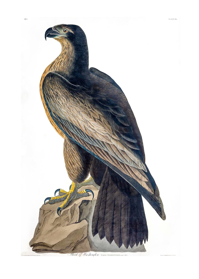 The Birds of America - Bird of Washington