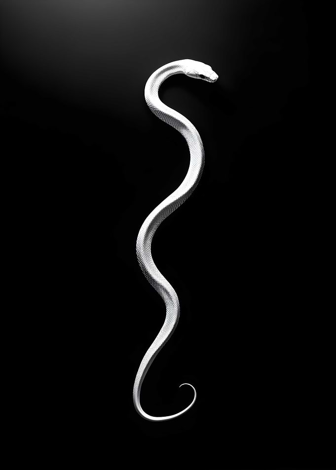 Animal White Rat silhouette on a black Art