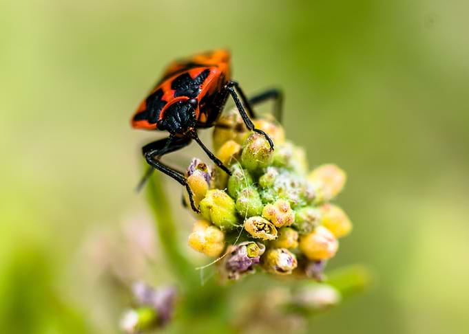 Red and Black Bug on Flower