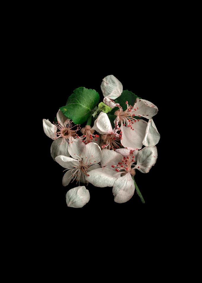 White Blossom Cluster
