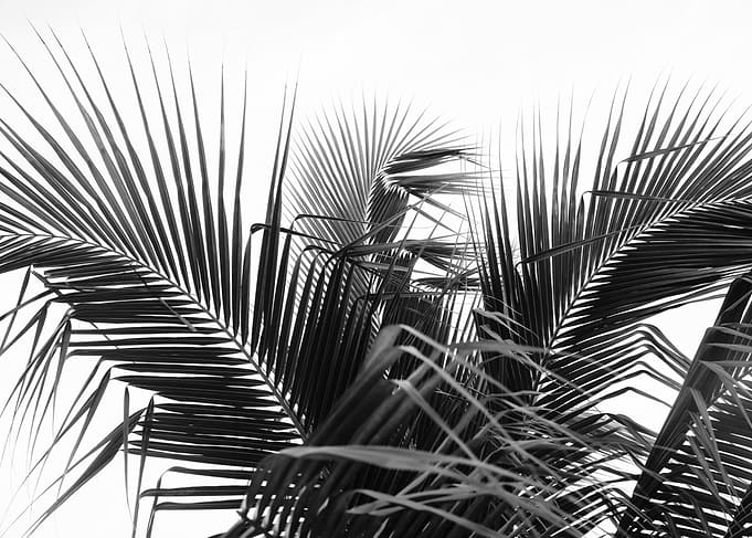 Lush Caribbean Palms 14