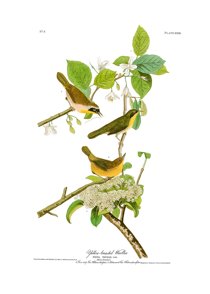 The Birds of America - Yellow-breasted Warbler