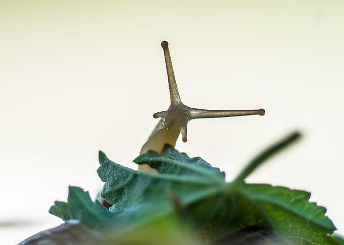 Snail on Leaf