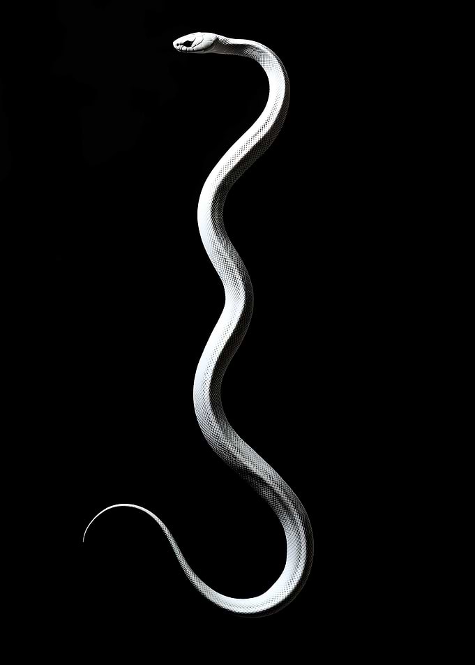 Animal White Rabbit silhouette on a black Fan Art