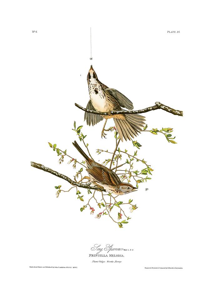 The Birds of America - Song Sparrow
