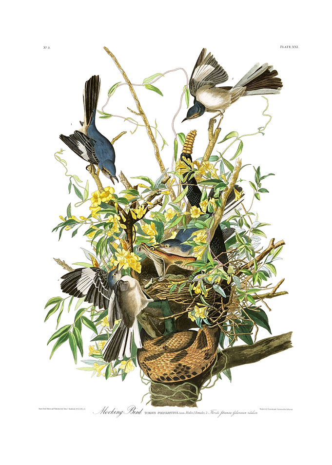 The Birds of America - Mocking Bird