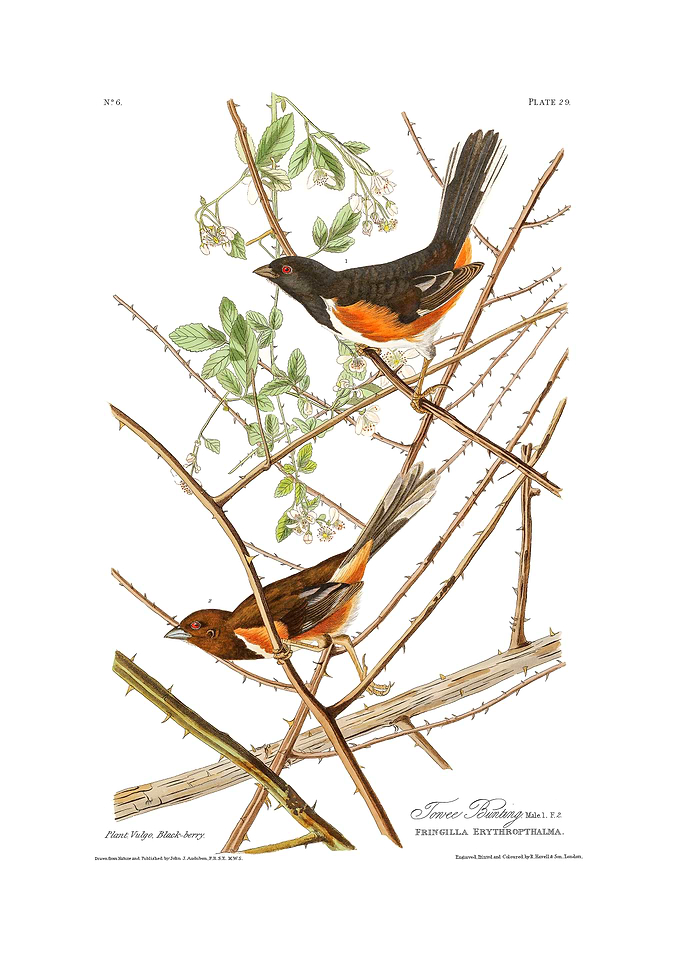 The Birds of America - Towee Bunting