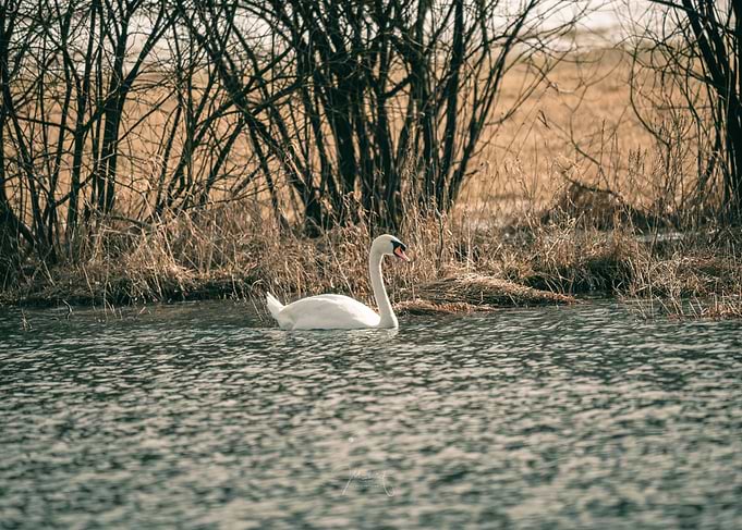White Swan in a Lake Jezero