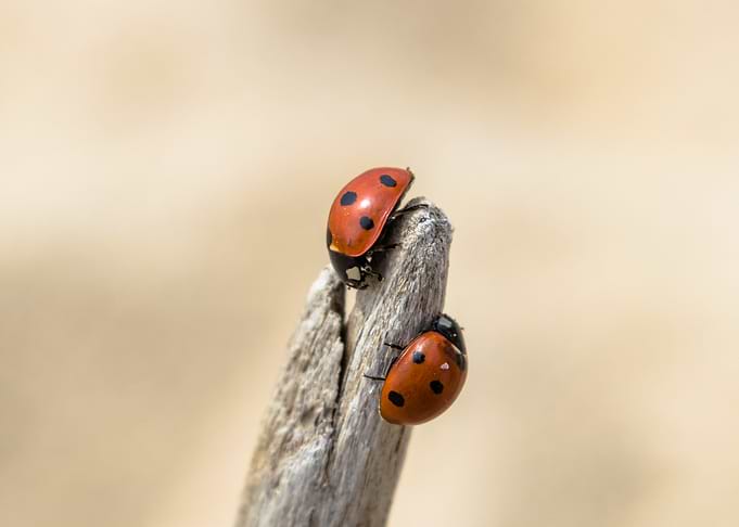 Two Ladybugs on a Twig
