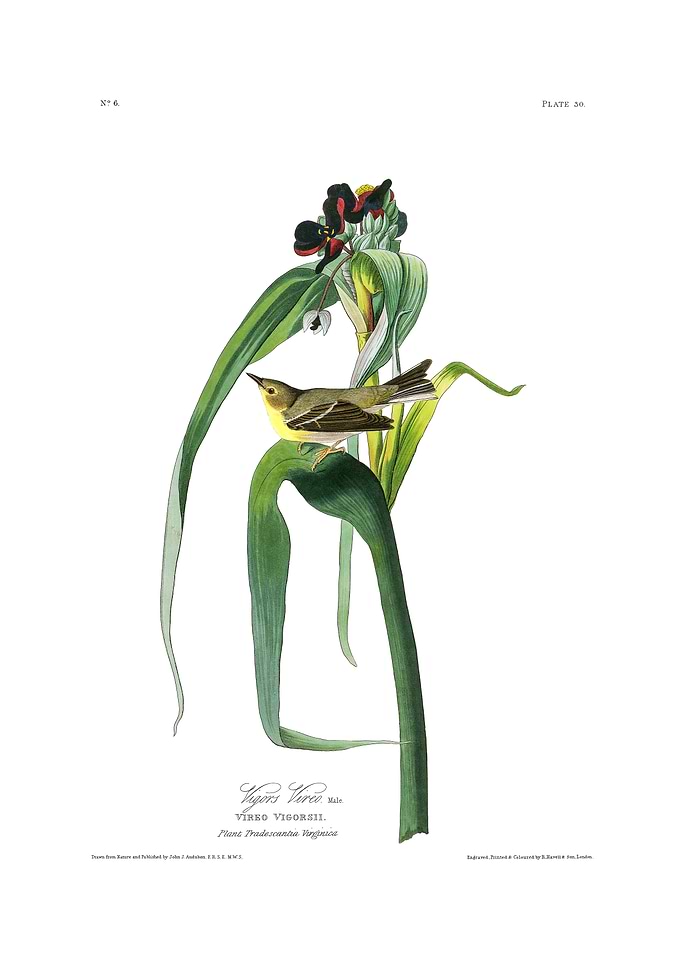 The Birds of America - Vigors Vireo