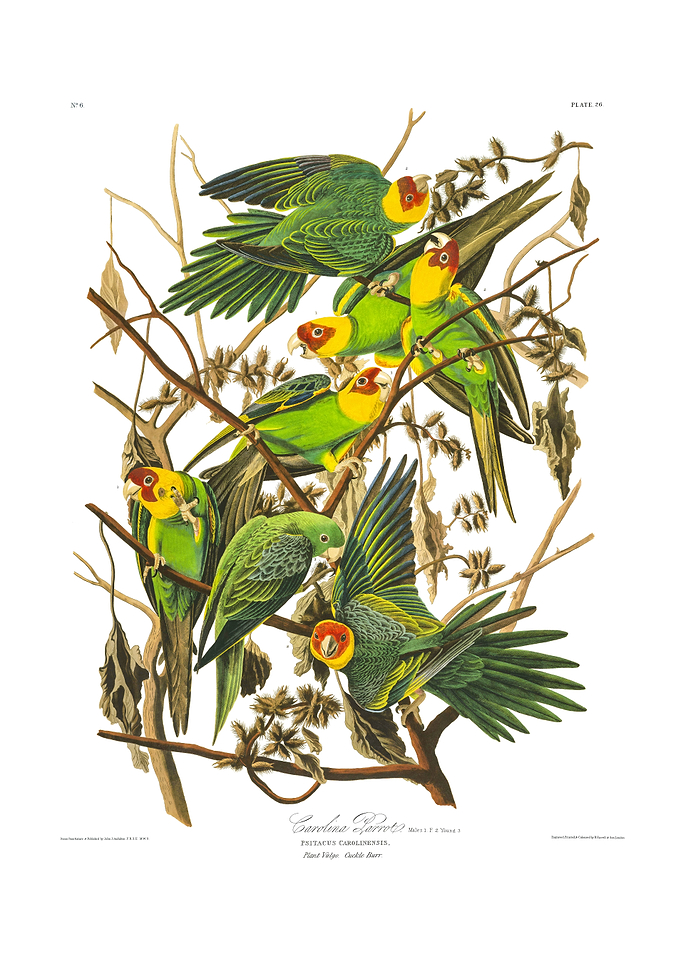 The Birds of America - Carolina Parrot