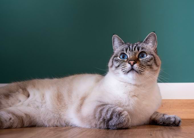 White Cat with Blue Eyes