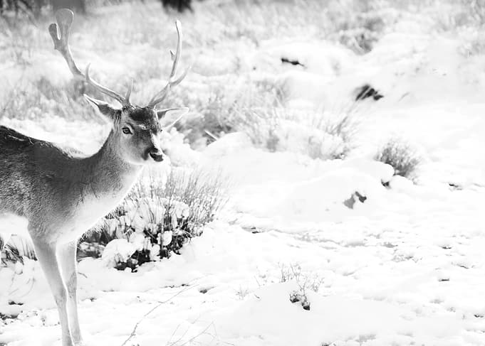 Graceful Stag in the Winter 2
