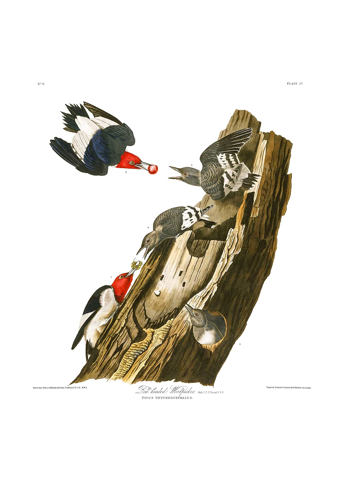 Red headed Woodpecker