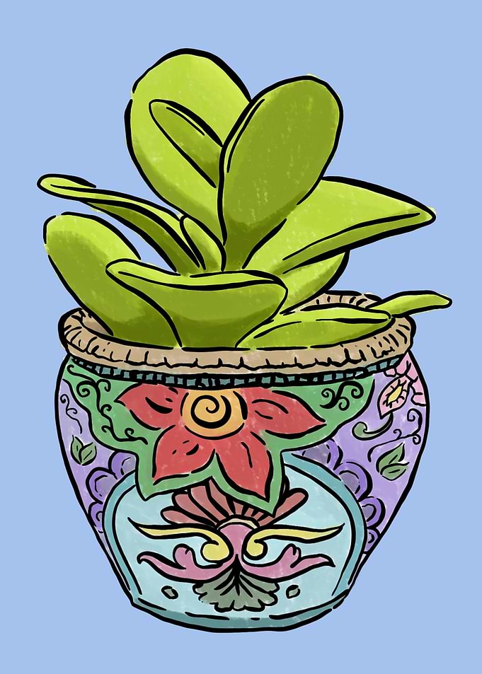 Succulent in Pot