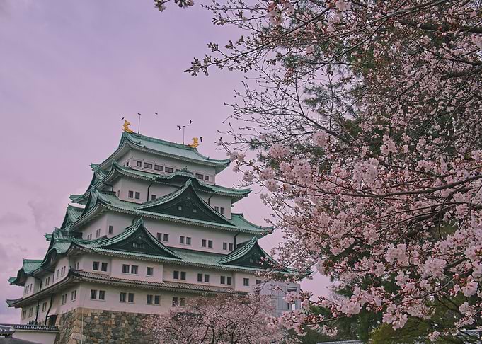 Japanese Castle with Cherry Blossoms