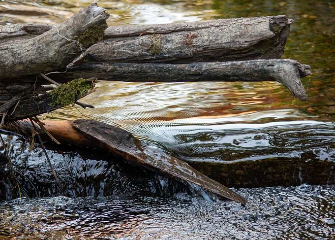 Stream with Driftwood
