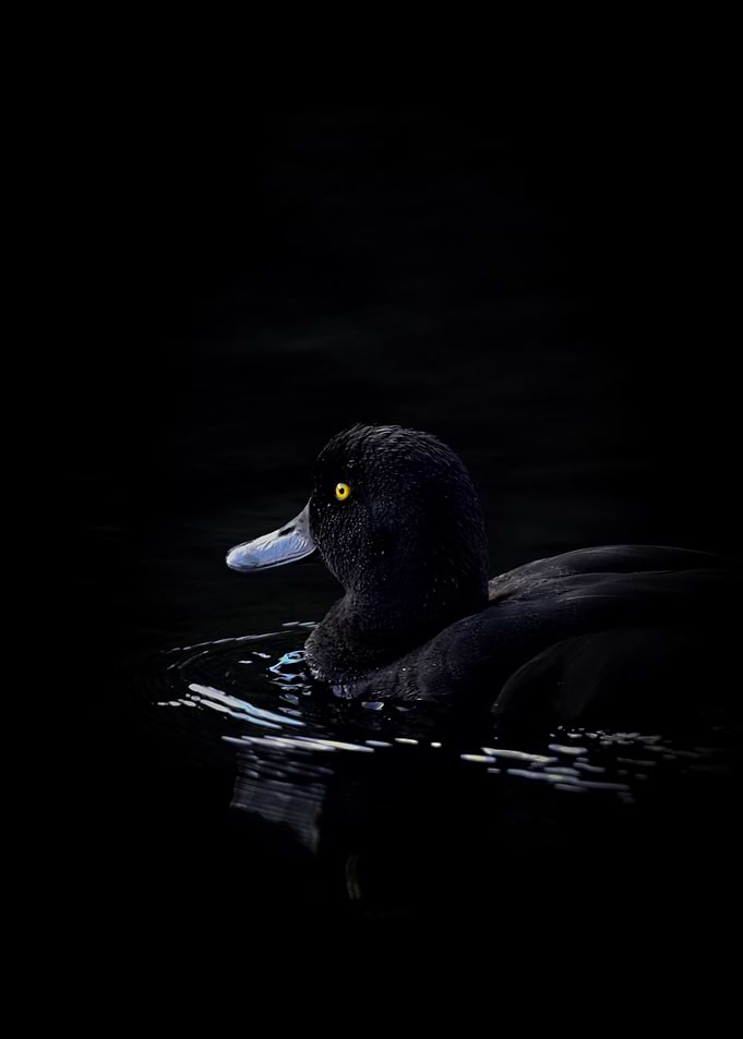Black Duck in Water