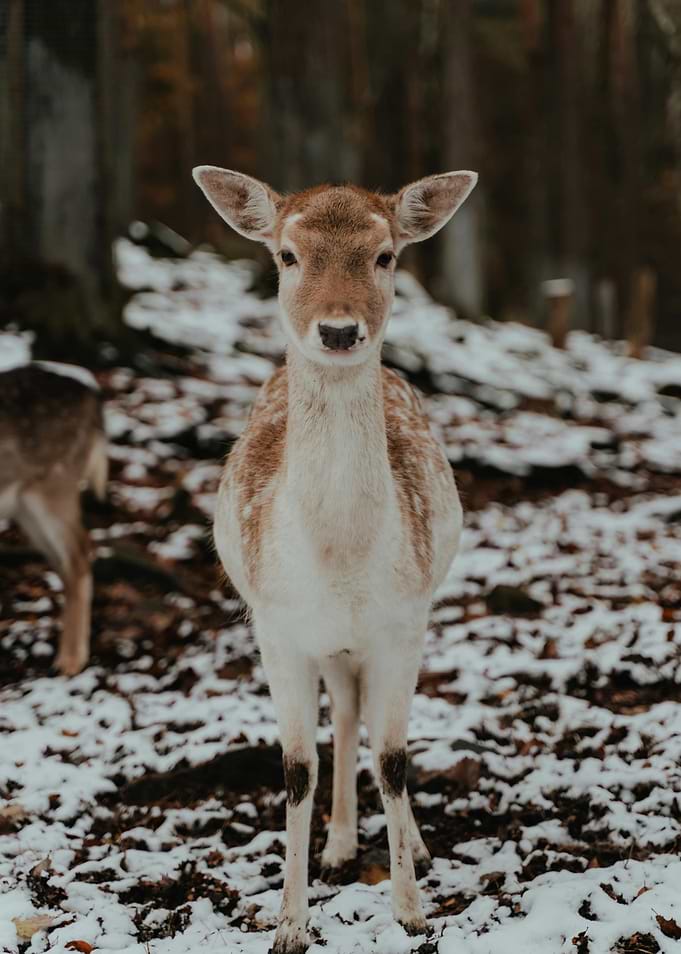 Fawn in Winter Woods
