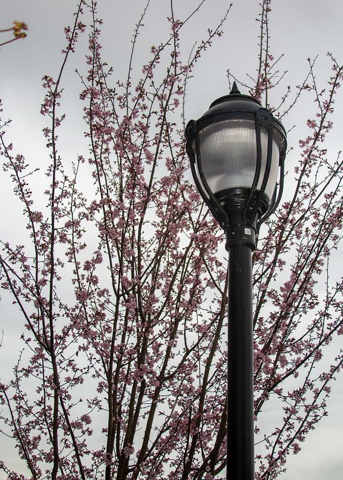 Streetlight and Cherry Blossoms