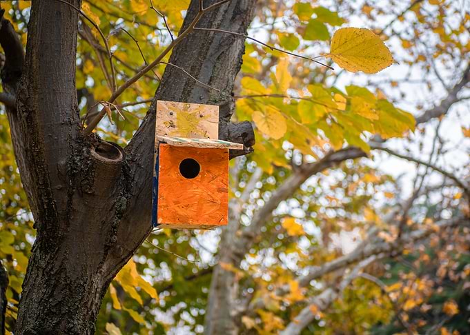 Birdhouse in Autumn Tree