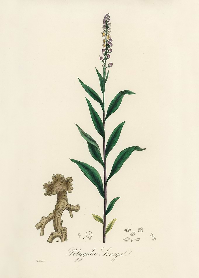 Polygala Senega Botanical Illustration