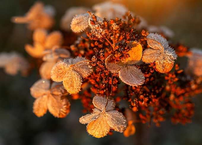 Frosted Autumn Leaves