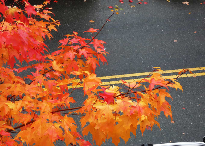 Autumn Leaves on Asphalt