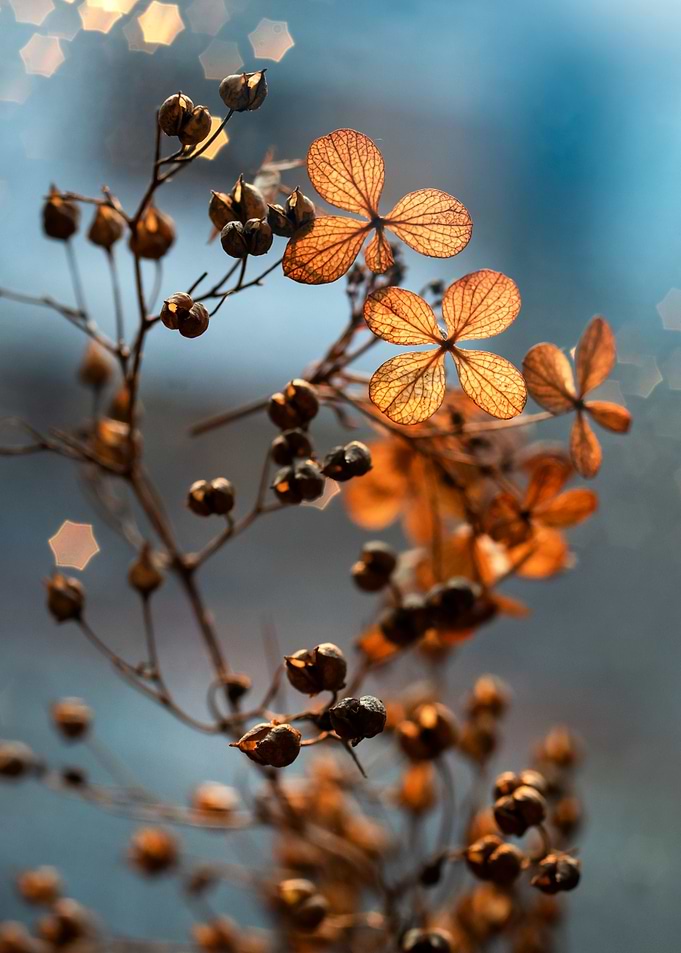 Dried Flower Branch